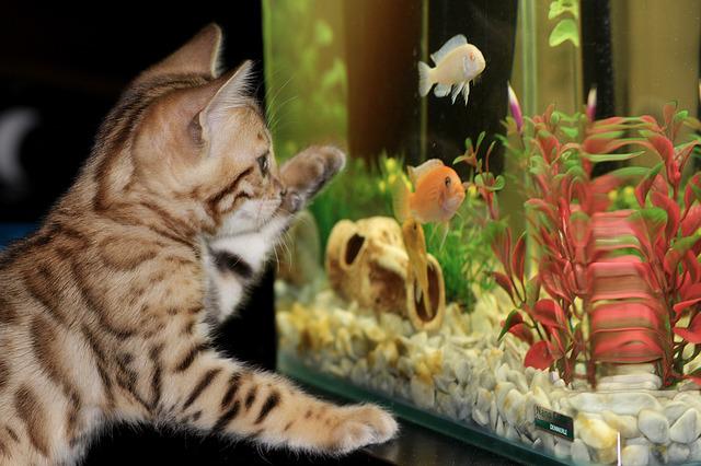 kočka před akváriem