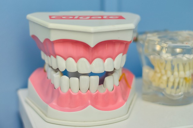 model ústní dutiny